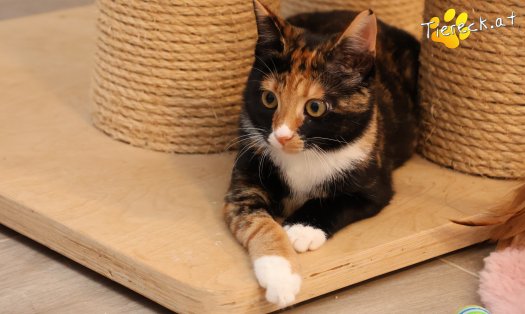 Katze Sweety (Foto by Tiereck.at - Lavanttaler Tierhilfe)