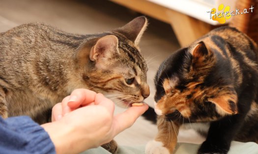 Katze Sweety (Foto by Tiereck.at - Lavanttaler Tierhilfe)
