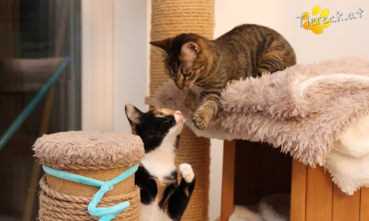 Katze Sweety (Foto by Tiereck.at - Lavanttaler Tierhilfe)