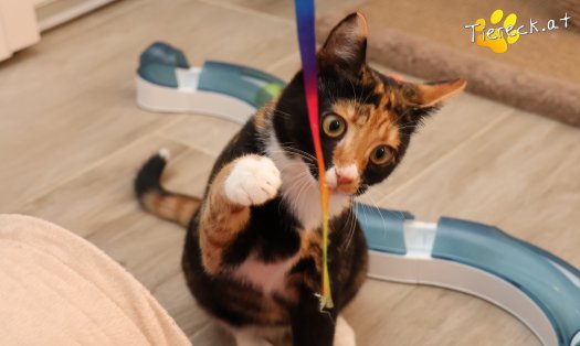 Katze Sweety (Foto by Tiereck.at - Lavanttaler Tierhilfe)