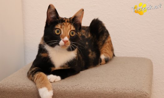 Katze Sweety (Foto by Tiereck.at - Lavanttaler Tierhilfe)