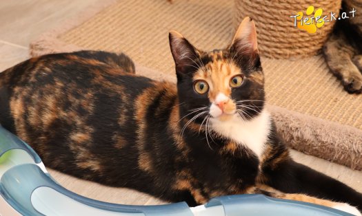 Katze Sweety (Foto by Tiereck.at - Lavanttaler Tierhilfe)