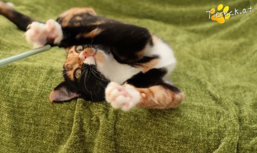 Katze Sweety (Foto by Tiereck.at - Lavanttaler Tierhilfe)