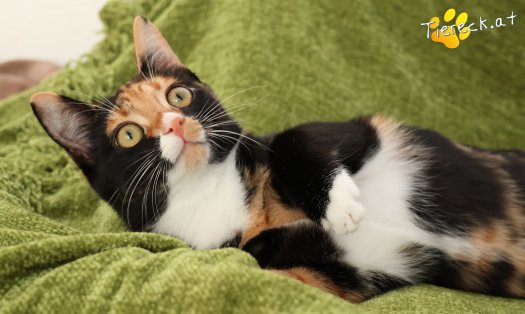 Katze Sweety (Foto by Tiereck.at - Lavanttaler Tierhilfe)