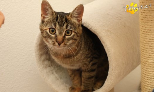 Katze Sissi (Foto by Tiereck.at - Lavanttaler Tierhilfe)