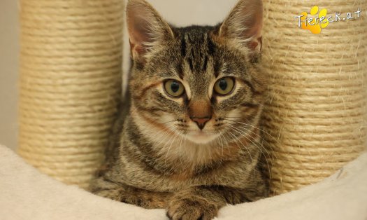 Katze Sissi (Foto by Tiereck.at - Lavanttaler Tierhilfe)