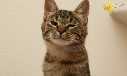 Katze Sissi (Foto by Tiereck.at - Lavanttaler Tierhilfe)