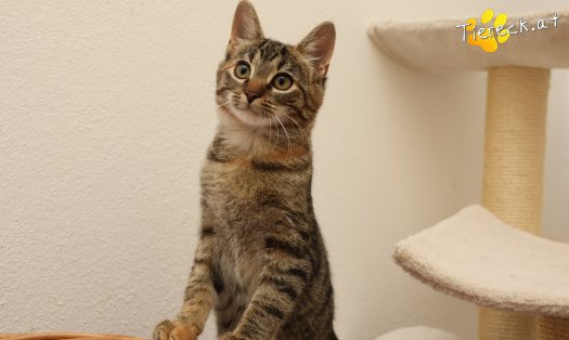 Katze Sissi (Foto by Tiereck.at - Lavanttaler Tierhilfe)