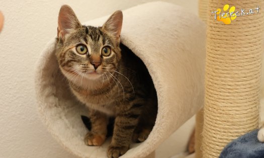 Katze Sissi (Foto by Tiereck.at - Lavanttaler Tierhilfe)