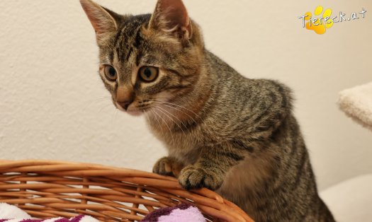 Katze Sissi (Foto by Tiereck.at - Lavanttaler Tierhilfe)