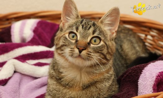 Katze Sissi (Foto by Tiereck.at - Lavanttaler Tierhilfe)