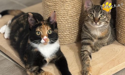 Katze Sissi (Foto by Tiereck.at - Lavanttaler Tierhilfe)