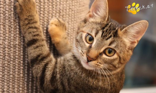 Katze Sissi (Foto by Tiereck.at - Lavanttaler Tierhilfe)