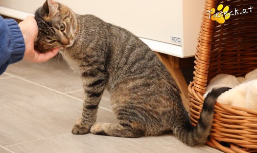 Katze Sissi (Foto by Tiereck.at - Lavanttaler Tierhilfe)