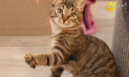 Katze Sissi (Foto by Tiereck.at - Lavanttaler Tierhilfe)