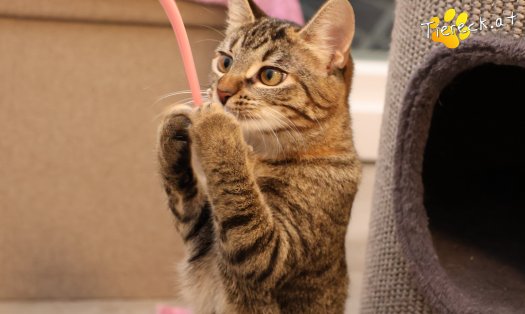 Katze Sissi (Foto by Tiereck.at - Lavanttaler Tierhilfe)