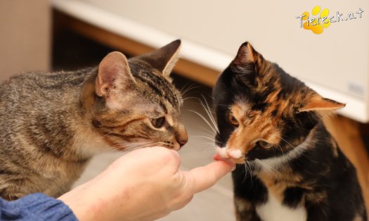 Katze Sissi (Foto by Tiereck.at - Lavanttaler Tierhilfe)