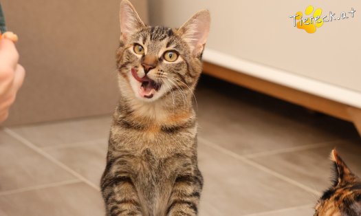 Katze Sissi (Foto by Tiereck.at - Lavanttaler Tierhilfe)