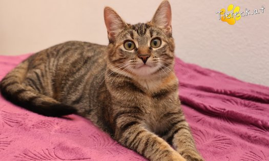 Katze Sissi (Foto by Tiereck.at - Lavanttaler Tierhilfe)