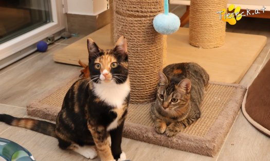 Katze Sissi (Foto by Tiereck.at - Lavanttaler Tierhilfe)