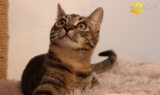 Katze Sissi (Foto by Tiereck.at - Lavanttaler Tierhilfe)