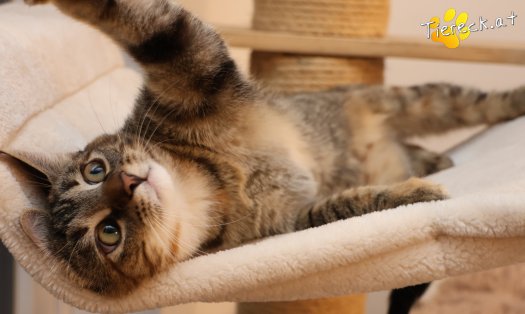 Katze Sissi (Foto by Tiereck.at - Lavanttaler Tierhilfe)