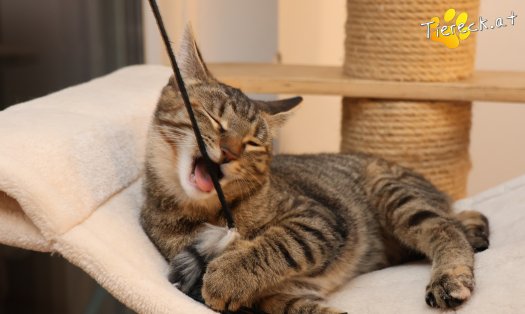 Katze Sissi (Foto by Tiereck.at - Lavanttaler Tierhilfe)