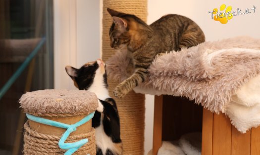 Katze Sissi (Foto by Tiereck.at - Lavanttaler Tierhilfe)