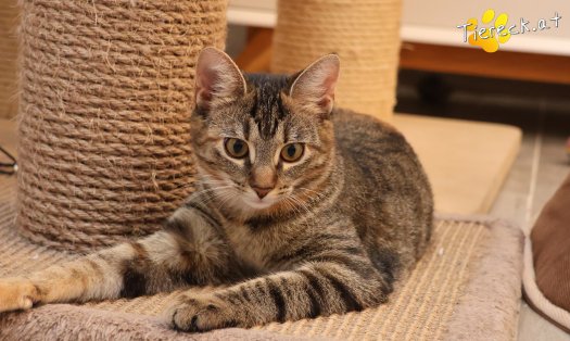 Katze Sissi (Foto by Tiereck.at - Lavanttaler Tierhilfe)