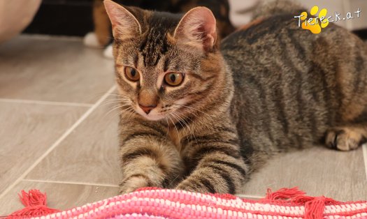 Katze Sissi (Foto by Tiereck.at - Lavanttaler Tierhilfe)