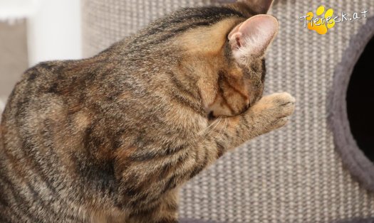 Katze Sissi (Foto by Tiereck.at - Lavanttaler Tierhilfe)