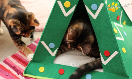 Katze Sissi (Foto by Tiereck.at - Lavanttaler Tierhilfe)