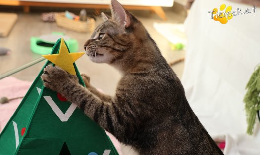 Katze Sissi (Foto by Tiereck.at - Lavanttaler Tierhilfe)