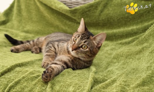 Katze Sissi (Foto by Tiereck.at - Lavanttaler Tierhilfe)