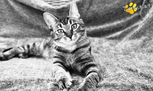 Katze Sissi (Foto by Tiereck.at - Lavanttaler Tierhilfe)