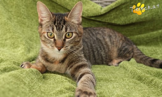 Katze Sissi (Foto by Tiereck.at - Lavanttaler Tierhilfe)