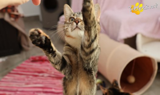 Katze Sissi (Foto by Tiereck.at - Lavanttaler Tierhilfe)