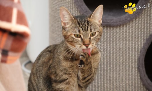 Katze Sissi (Foto by Tiereck.at - Lavanttaler Tierhilfe)