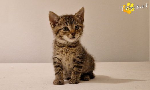 Katze Bobby (Foto by Tiereck.at - Lavanttaler Tierhilfe)