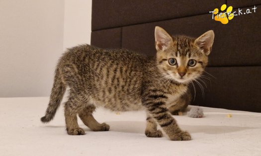 Katze Bobby (Foto by Tiereck.at - Lavanttaler Tierhilfe)