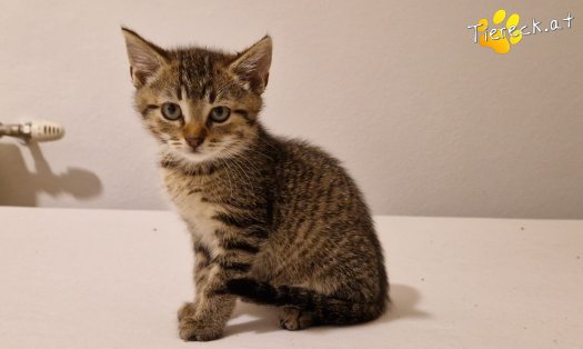 Katze Bobby (Foto by Tiereck.at - Lavanttaler Tierhilfe)