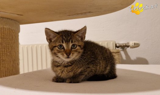 Katze Bobby (Foto by Tiereck.at - Lavanttaler Tierhilfe)