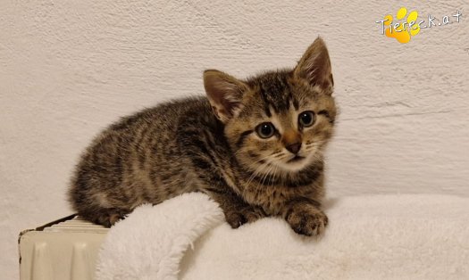 Katze Bobby (Foto by Tiereck.at - Lavanttaler Tierhilfe)