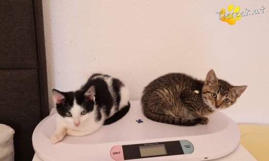 Katze Bobby (Foto by Tiereck.at - Lavanttaler Tierhilfe)