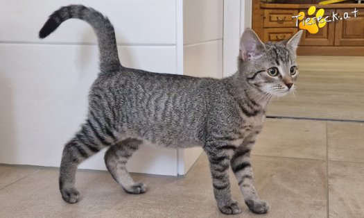 Katze Bobby (Foto by Tiereck.at - Lavanttaler Tierhilfe)