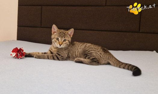 Katze Bobby (Foto by Tiereck.at - Lavanttaler Tierhilfe)