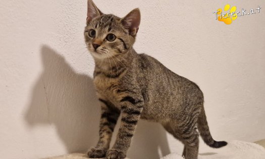 Katze Bobby (Foto by Tiereck.at - Lavanttaler Tierhilfe)