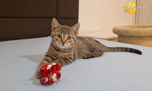 Katze Bobby (Foto by Tiereck.at - Lavanttaler Tierhilfe)