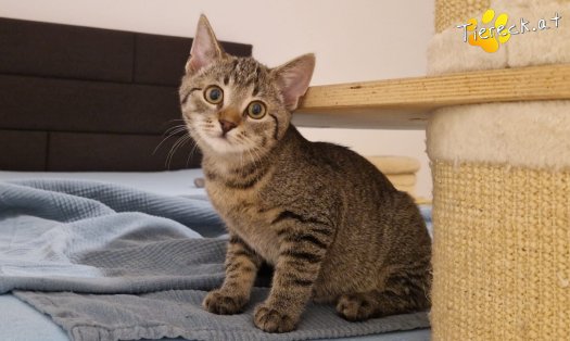 Katze Bobby (Foto by Tiereck.at - Lavanttaler Tierhilfe)