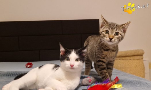 Katze Bobby (Foto by Tiereck.at - Lavanttaler Tierhilfe)